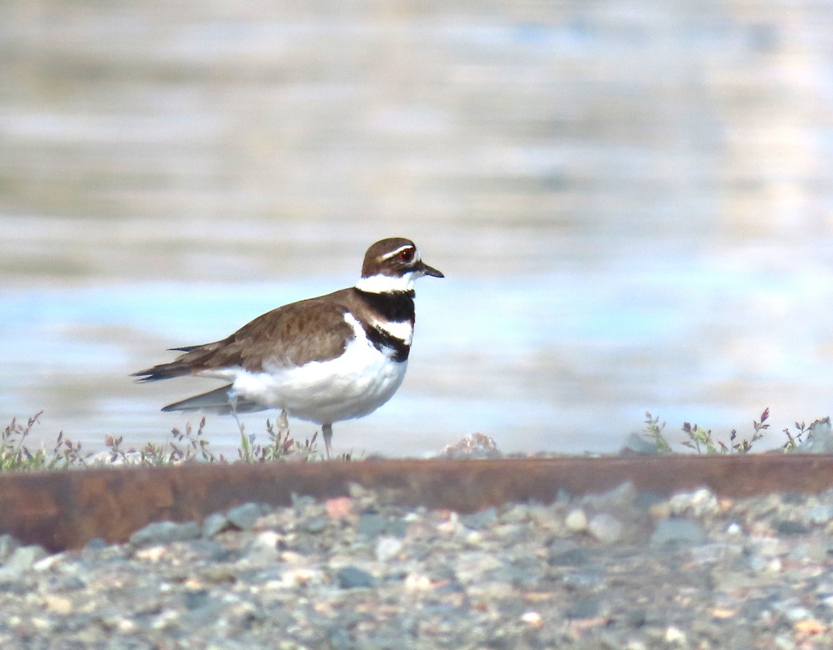 Killdeer - Maryse Lessard