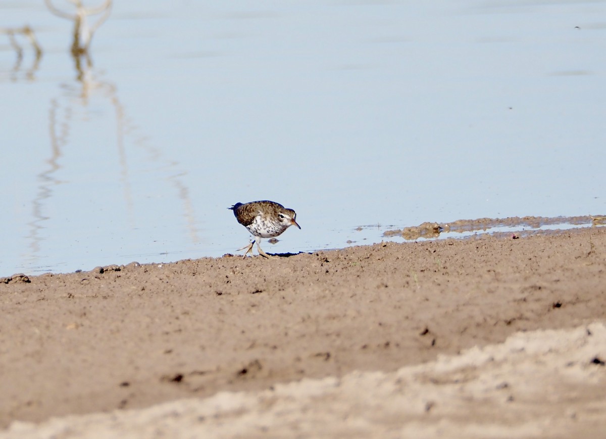 Spotted Sandpiper - Bob Nieman