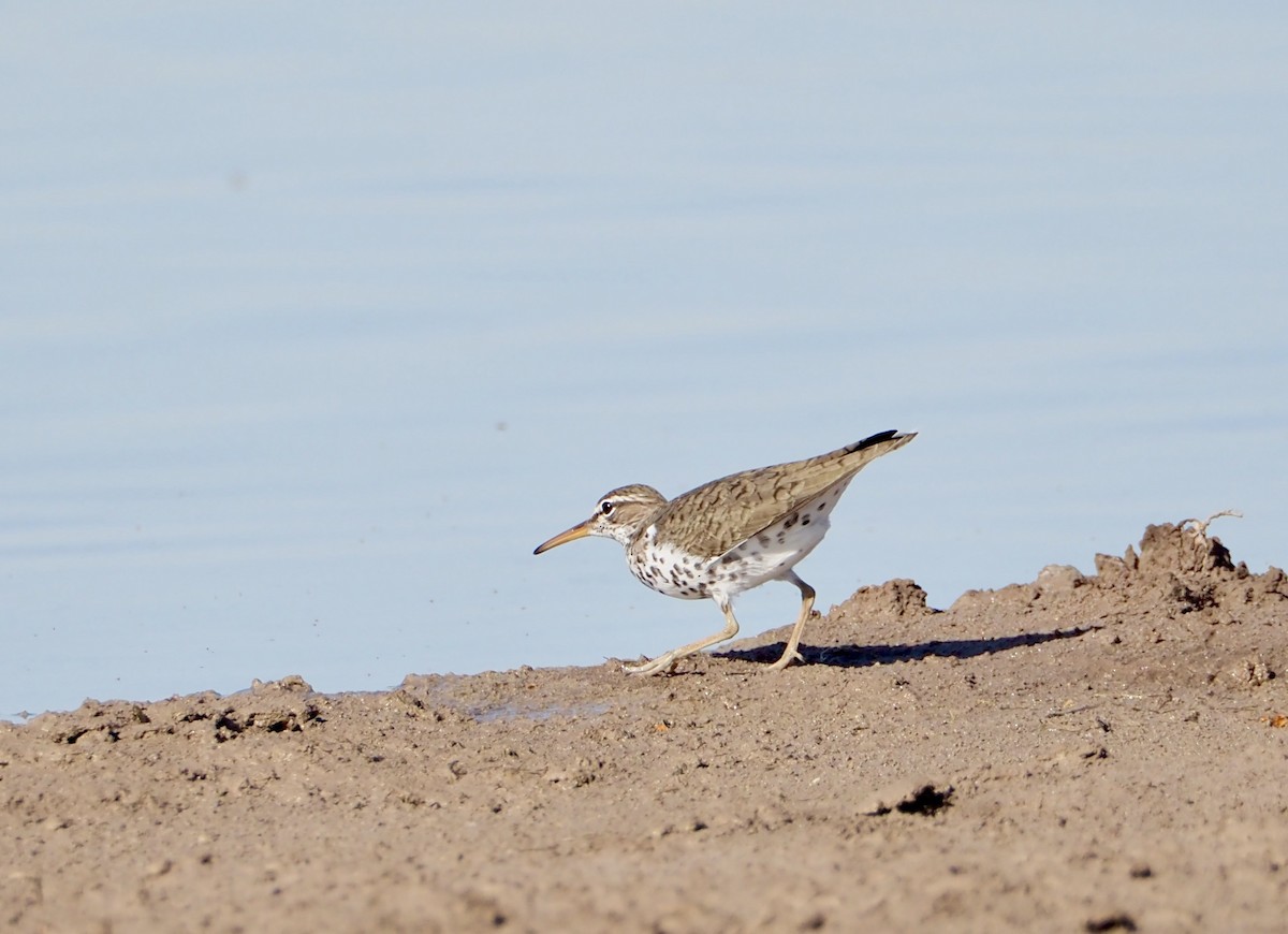 Spotted Sandpiper - ML619302403