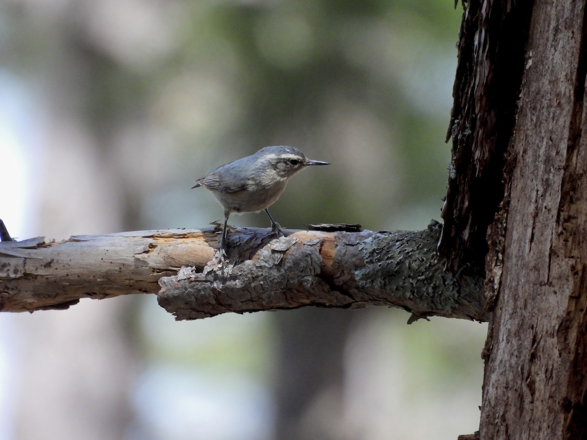 Corsican Nuthatch - ML619302405