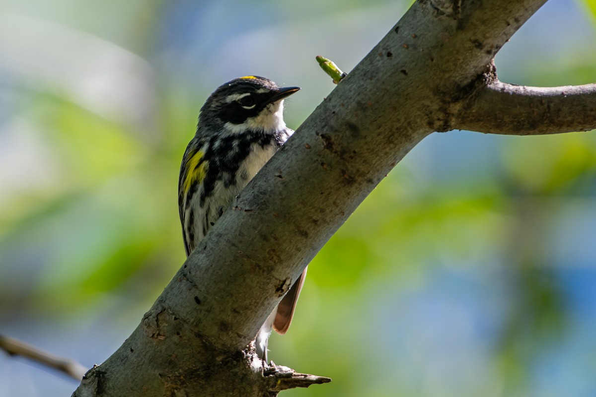 Yellow-rumped Warbler - Codrin Bucur