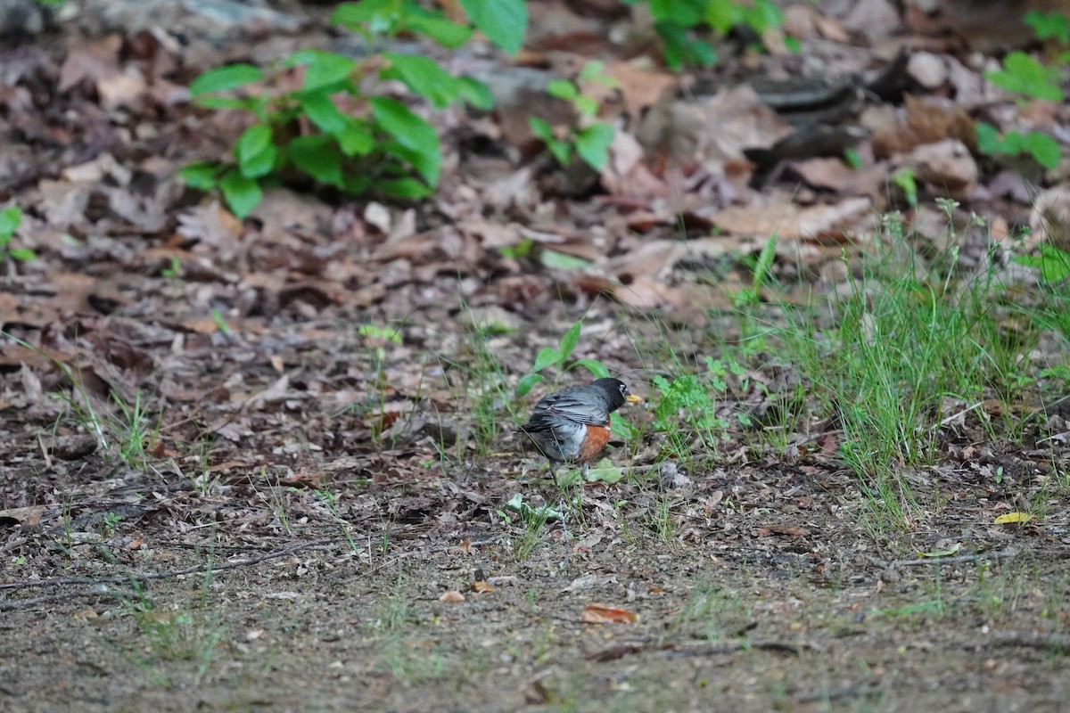 American Robin - Braydon Leary