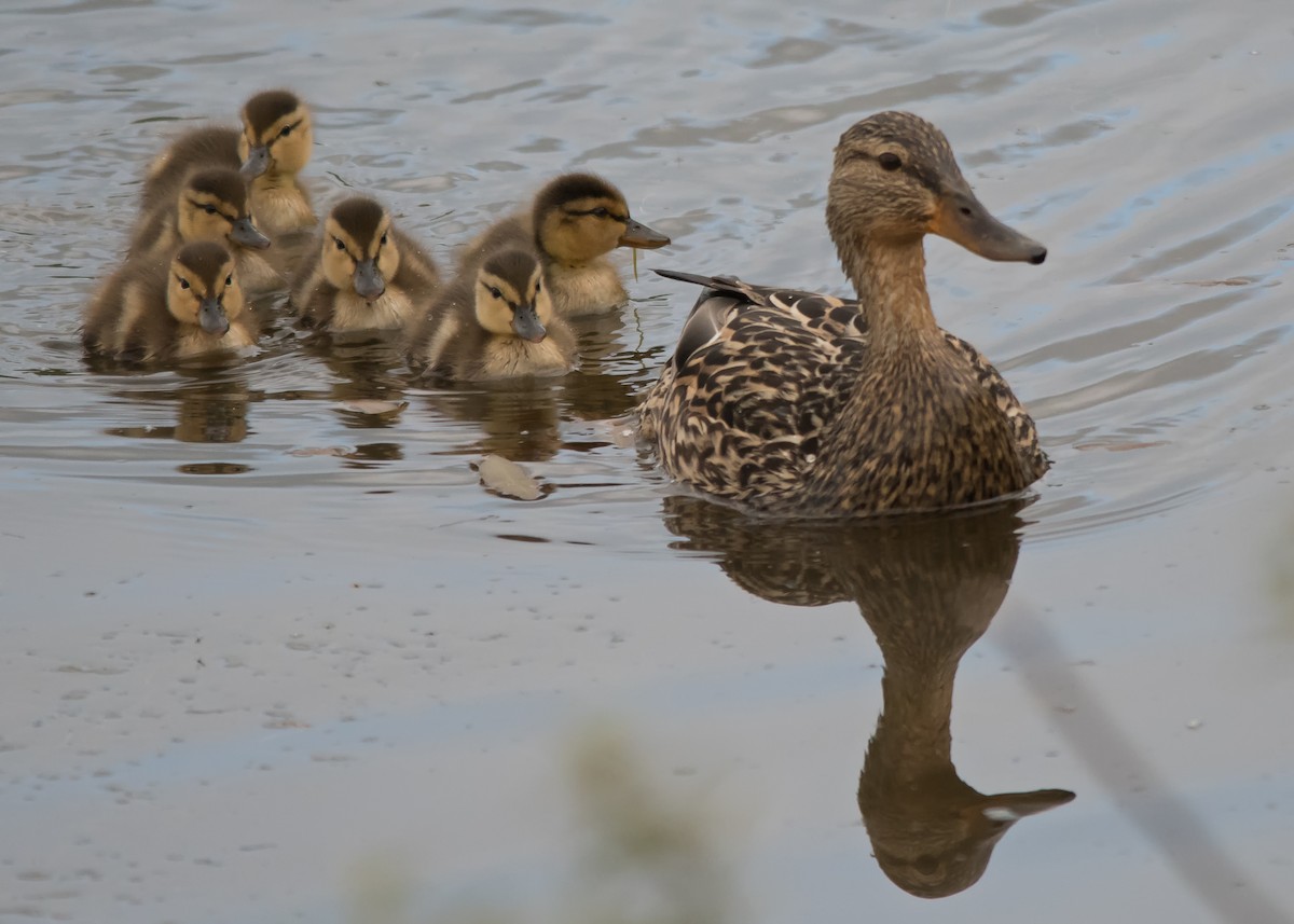 Canard colvert - ML619302442