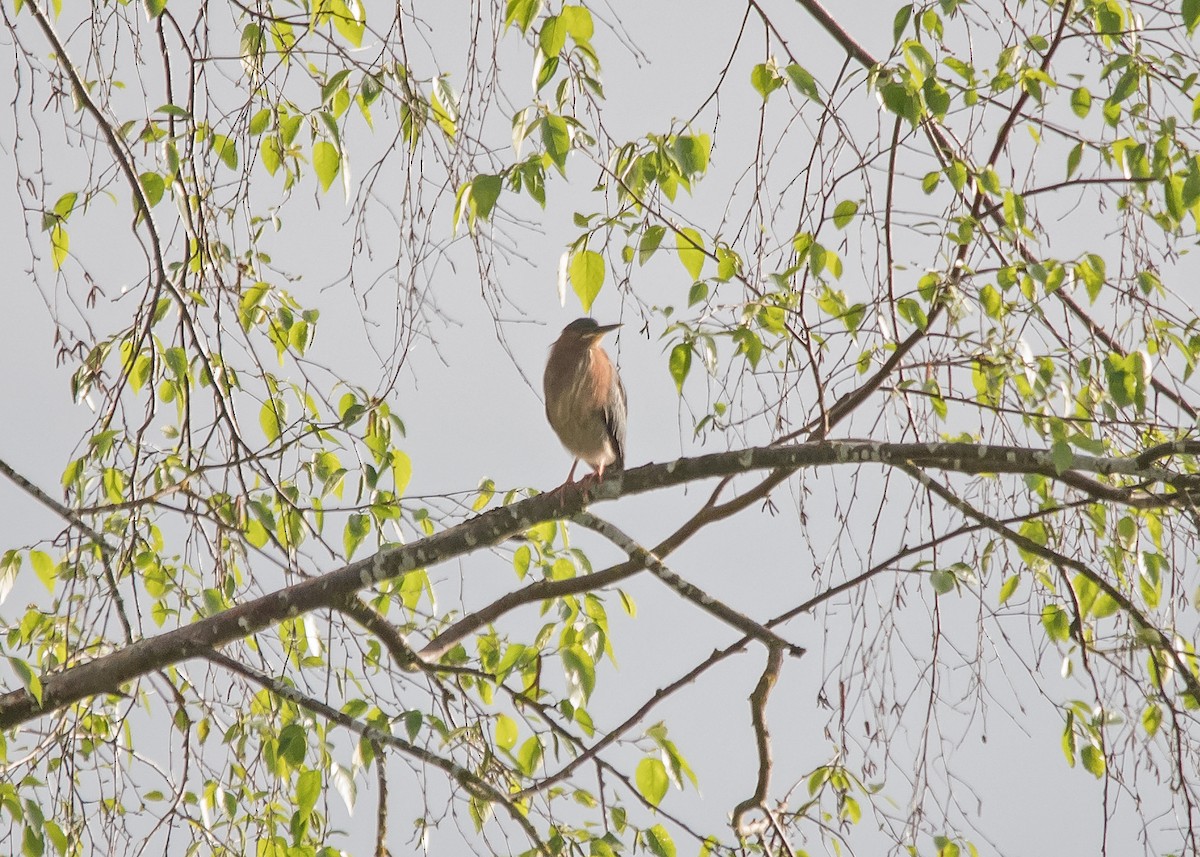 Green Heron - Nick Balachanoff