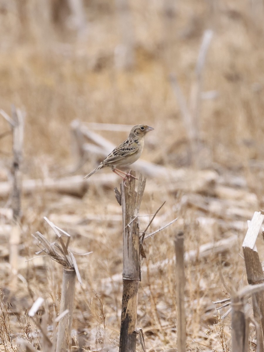 Grasshopper Sparrow - Anonymous