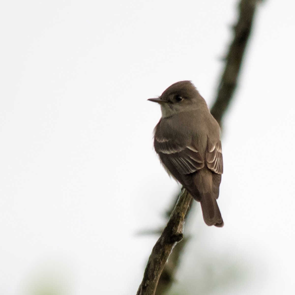 Western Wood-Pewee - Nick Balachanoff