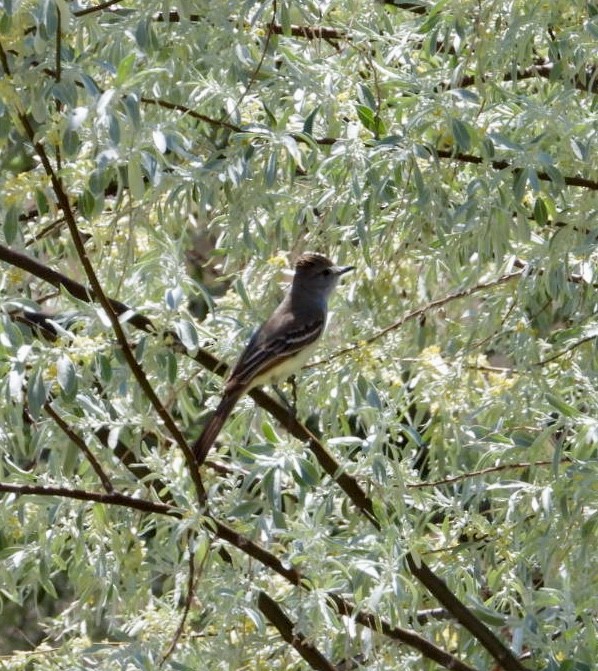 Ash-throated Flycatcher - ML619302479