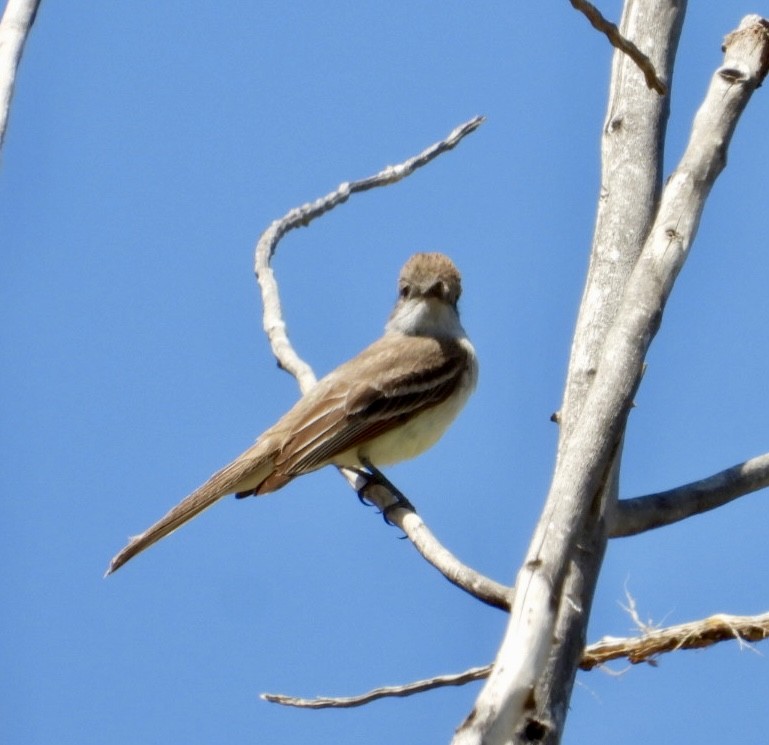 Ash-throated Flycatcher - Erin Jones