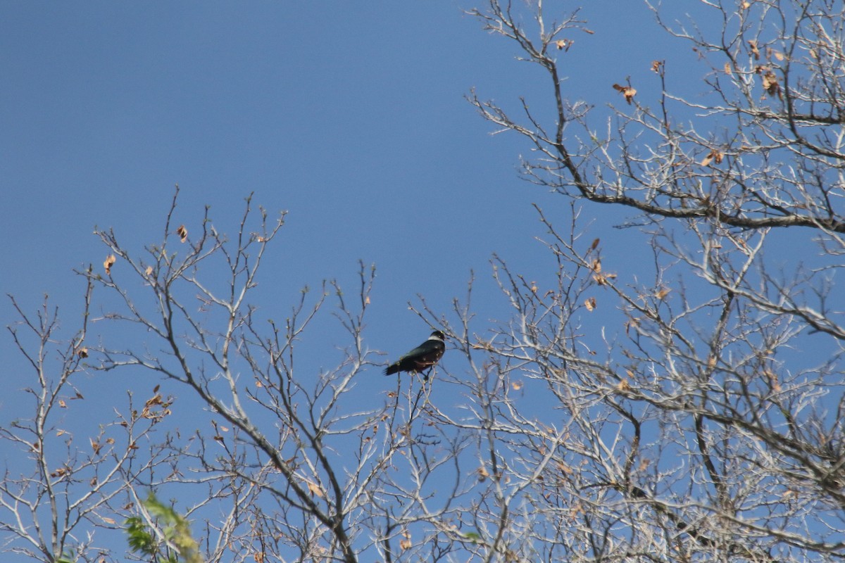 Lewis's Woodpecker - alan mauer
