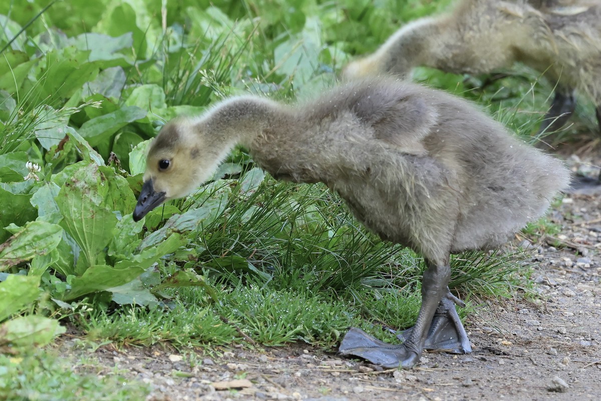 Canada Goose - Anonymous