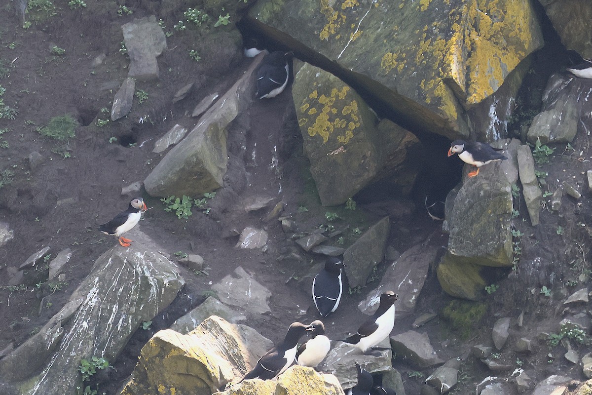 Atlantic Puffin - Michal Bouček