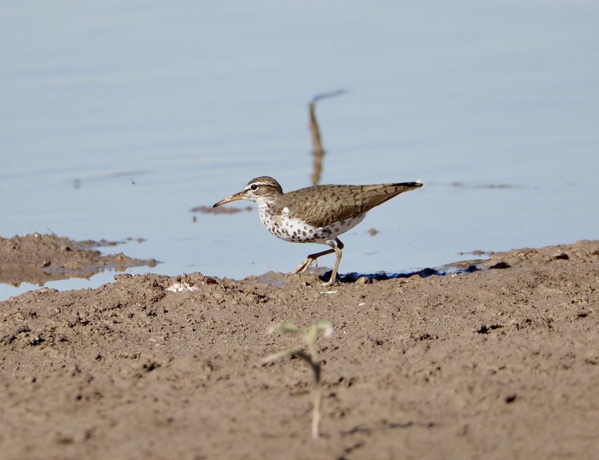 Spotted Sandpiper - ML619302506