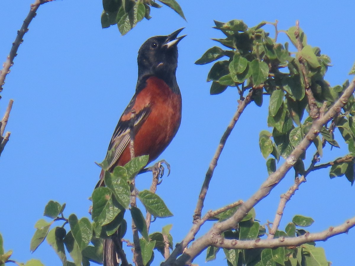 Orchard Oriole - ML619302508