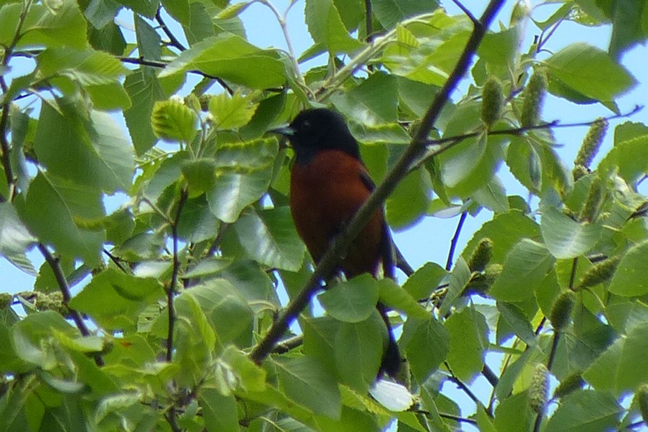 Orchard Oriole - Ken Januski