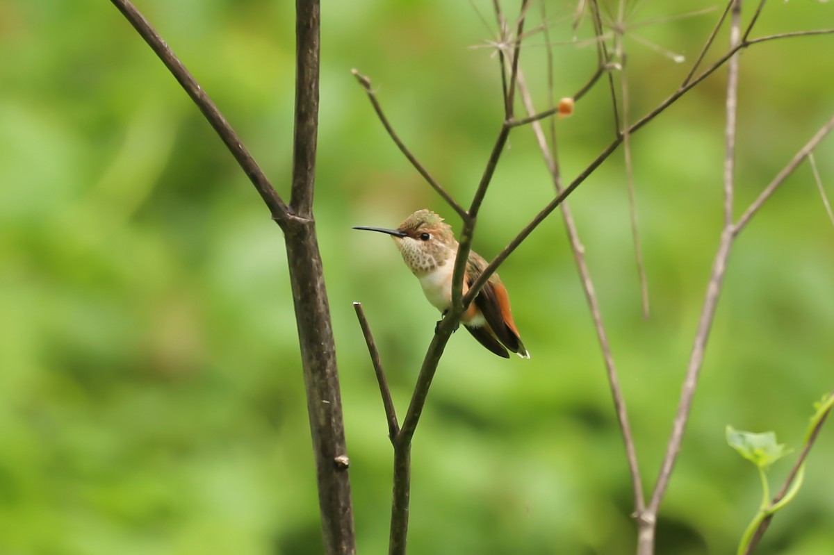 Rufous/Allen's Hummingbird - Jeerapa Sookgaew