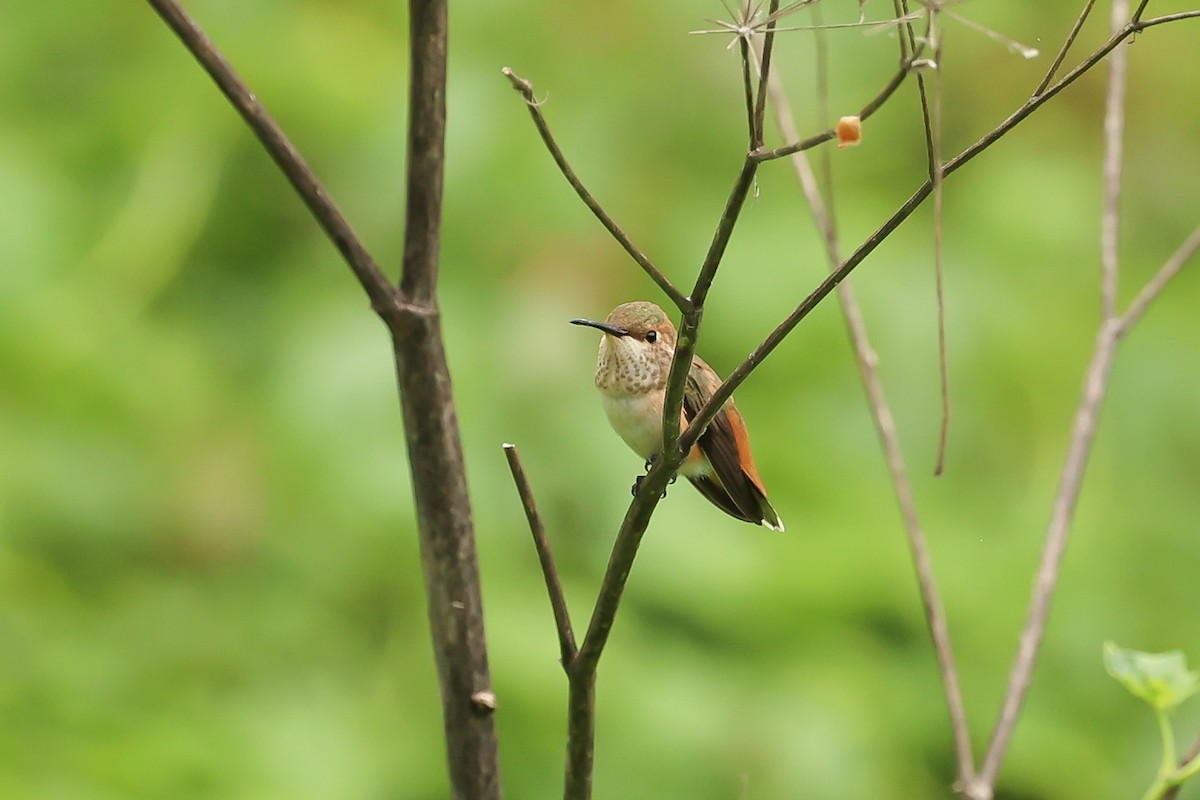 Rufous/Allen's Hummingbird - Jeerapa Sookgaew