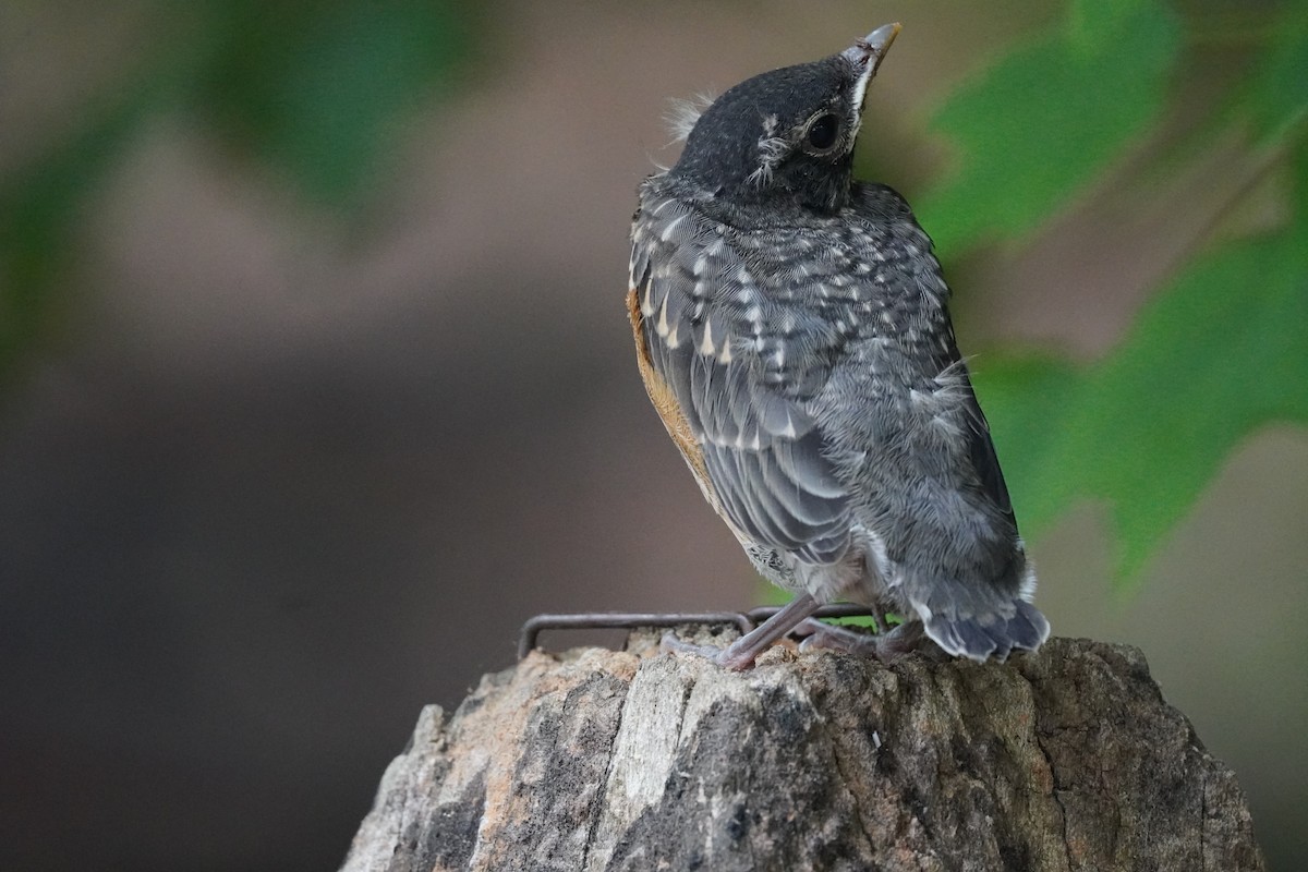 American Robin - Braydon Leary