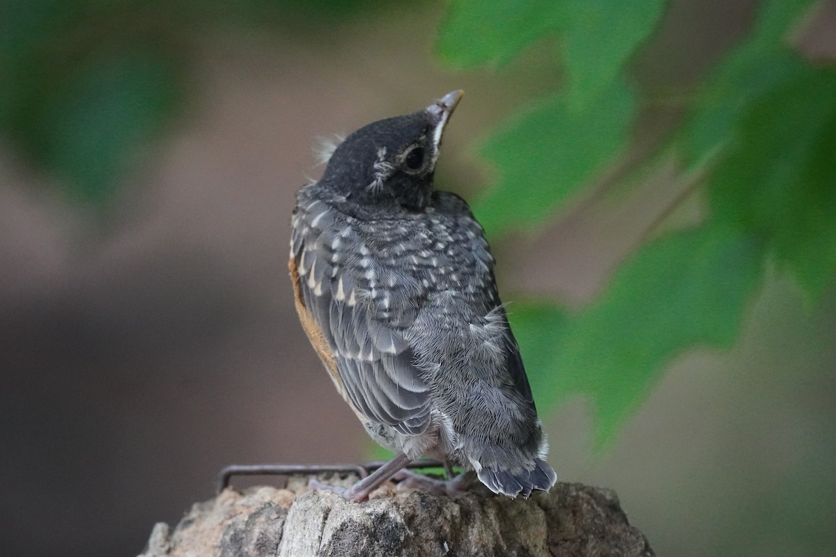 American Robin - Braydon Leary