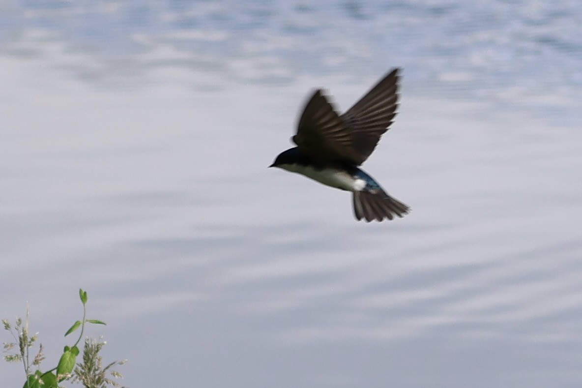 Tree Swallow - ML619302543