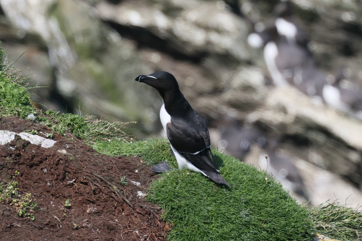 Razorbill - ML619302548