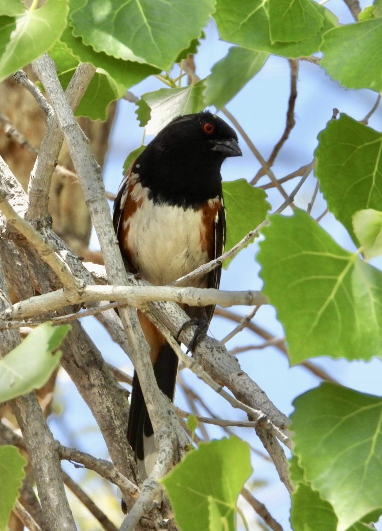 Spotted Towhee - Erin Jones