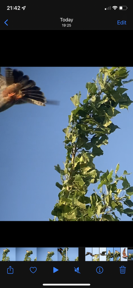 Red-footed Falcon - Richard Bradbury