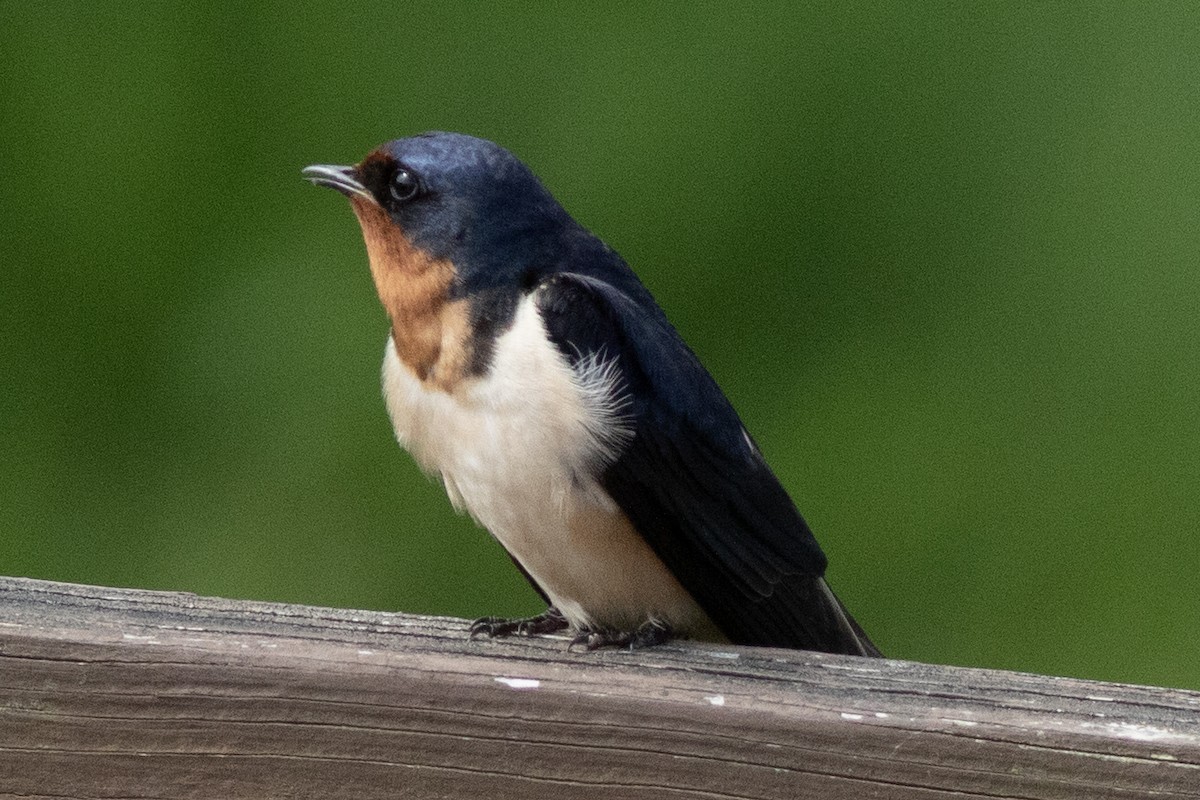 Barn Swallow (American) - David Brown