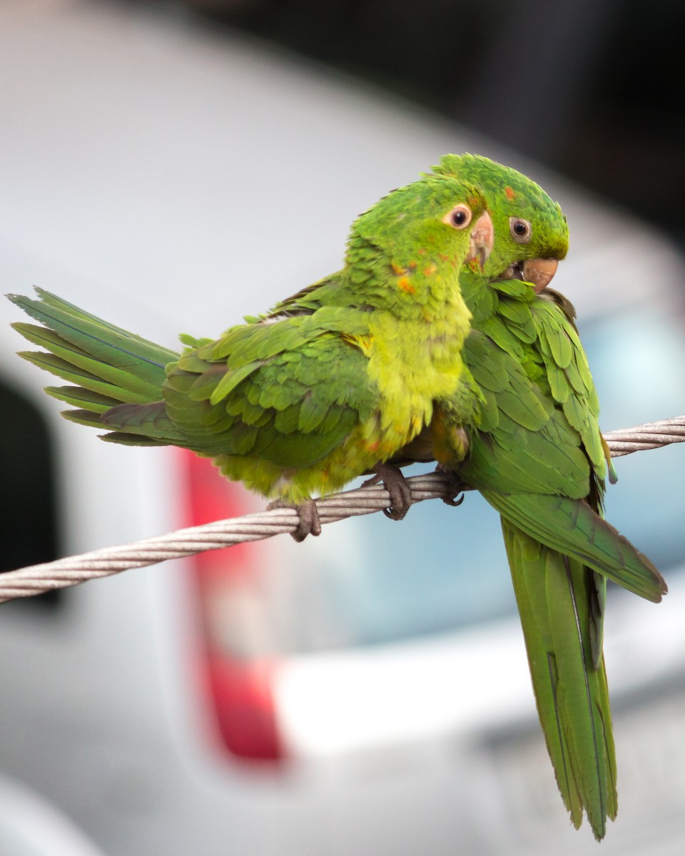 White-eyed Parakeet - Felipe Gulin