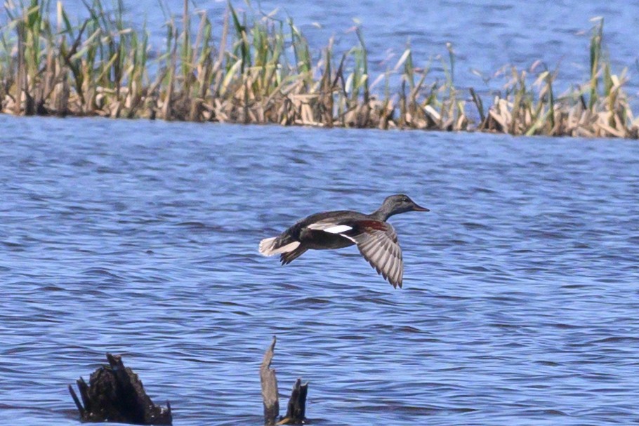 Gadwall - ML619302581