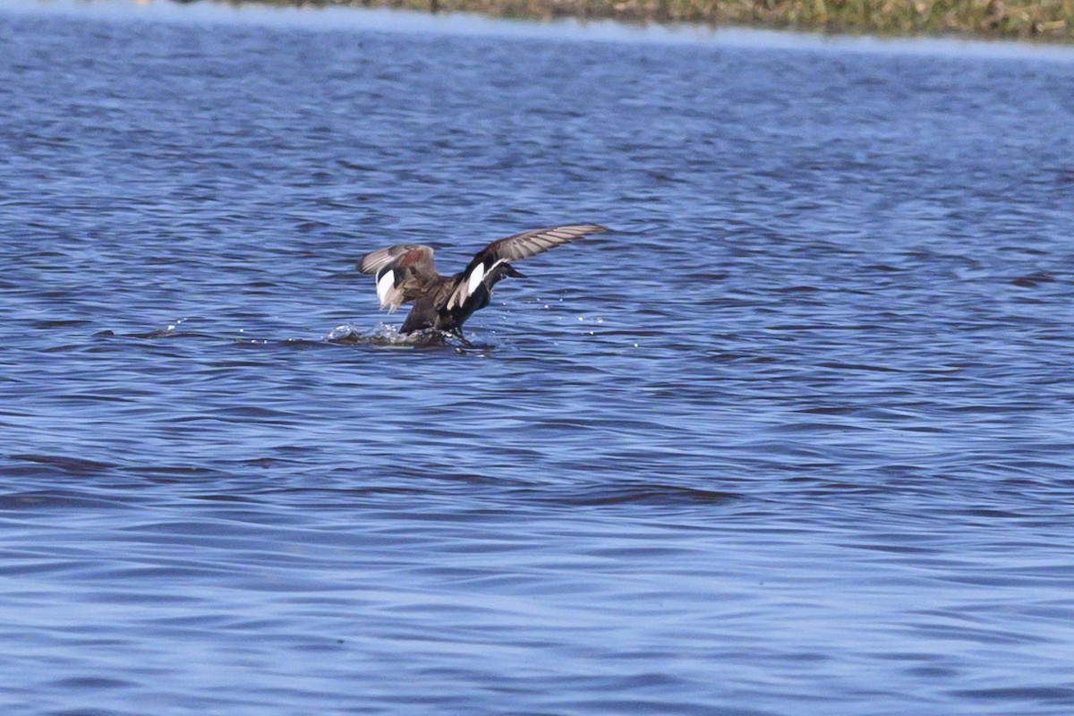 Gadwall - ML619302583