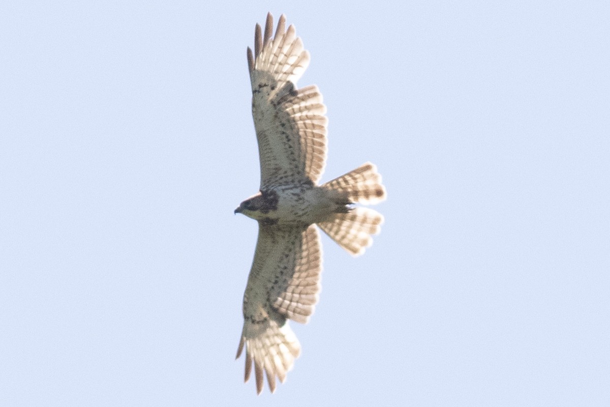 Broad-winged Hawk - David Brown