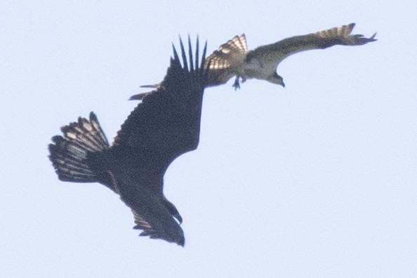 Bald Eagle - David Brown