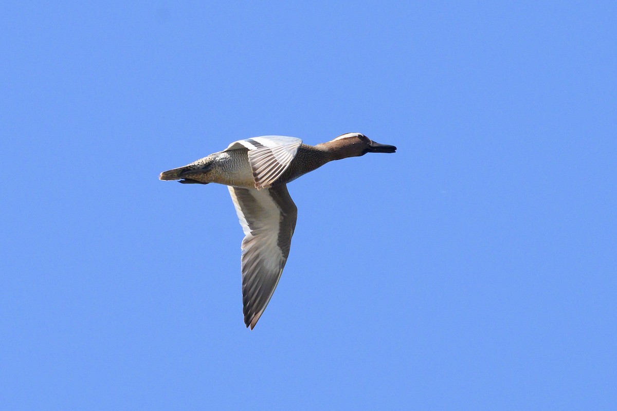 Garganey - Maria Ulanova