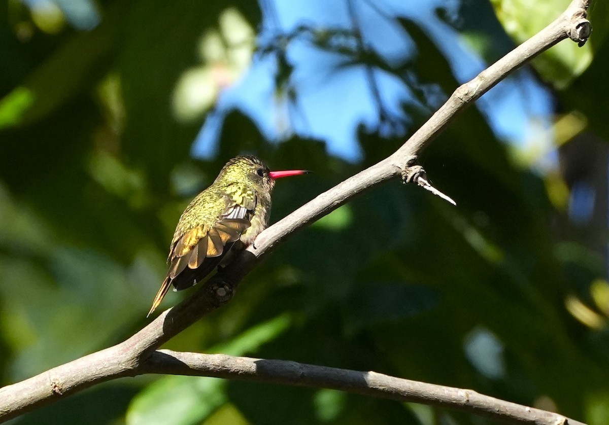 Gilded Hummingbird - Jorge Blackhall