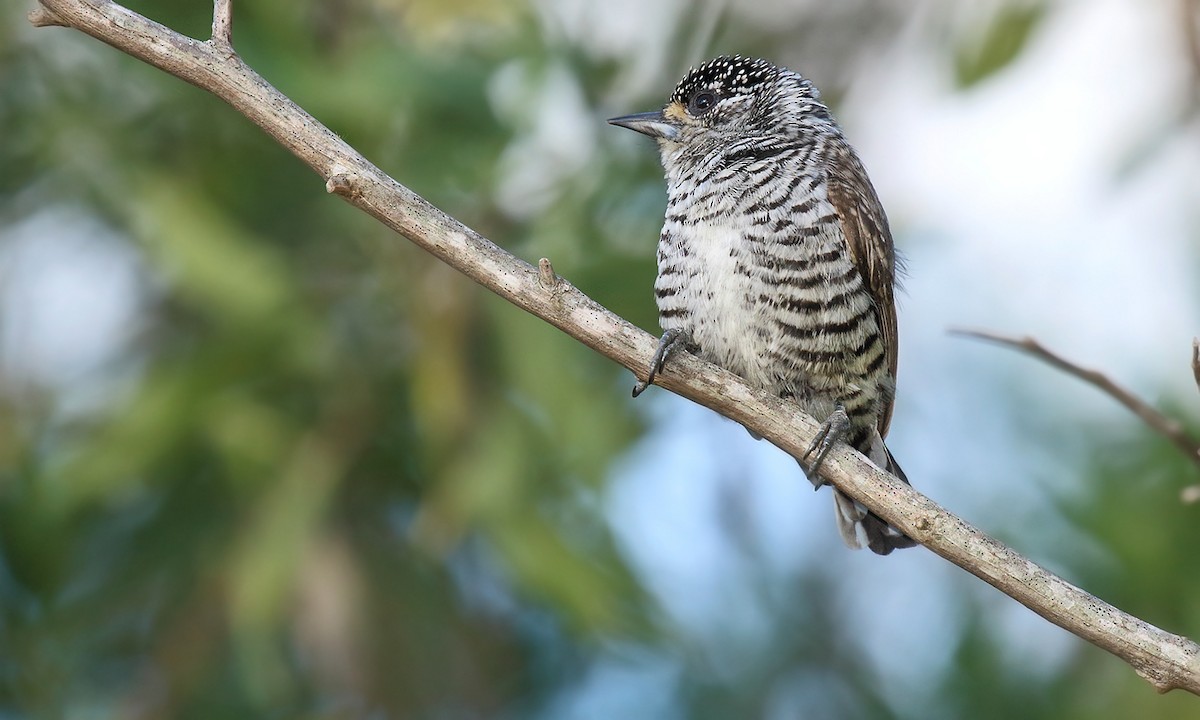 White-barred Piculet - Adrián Braidotti