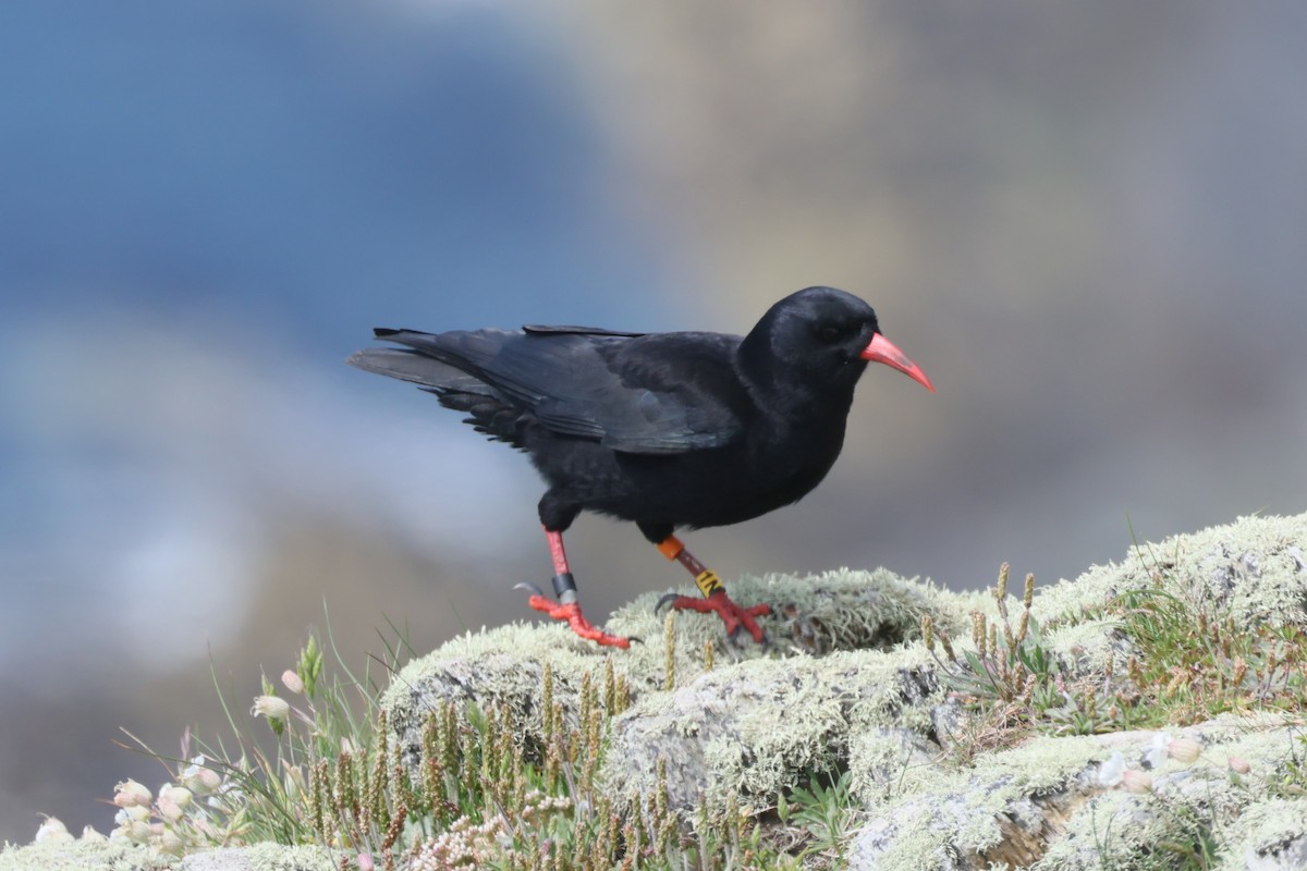 Red-billed Chough - Michal Bouček