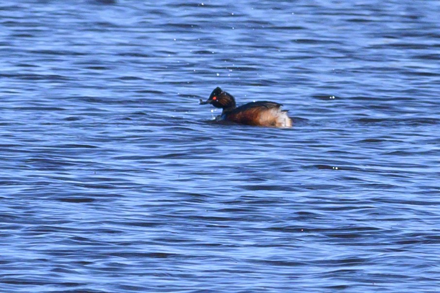 Eared Grebe - ML619302662