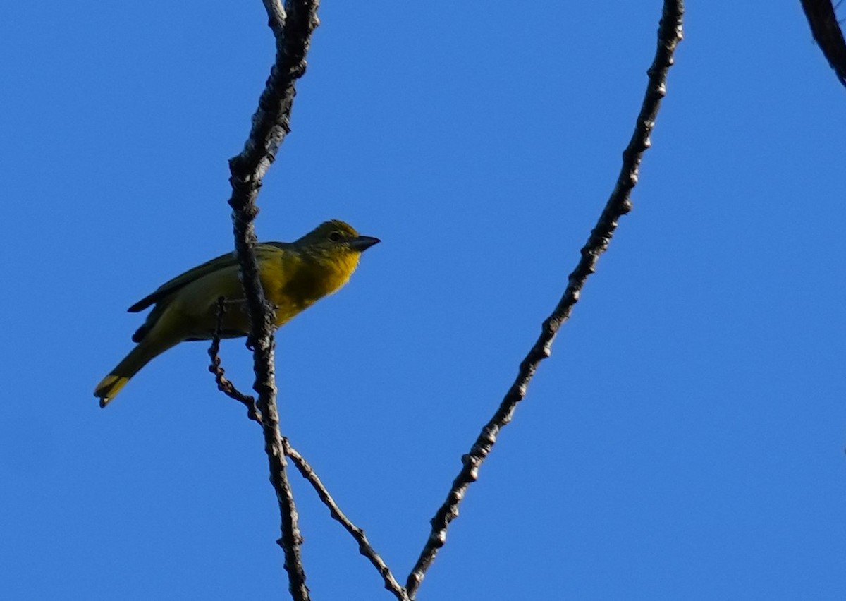 Hepatic Tanager - Jorge Blackhall