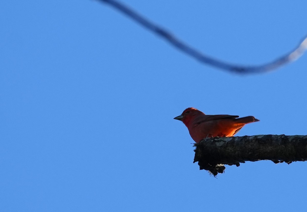 Hepatic Tanager - Jorge Blackhall