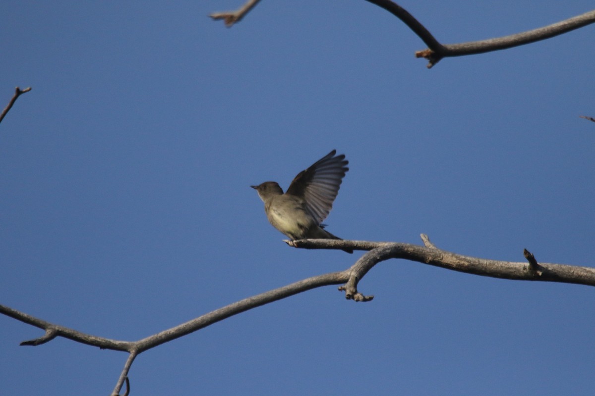 Western Wood-Pewee - alan mauer