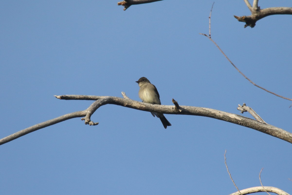 Western Wood-Pewee - alan mauer