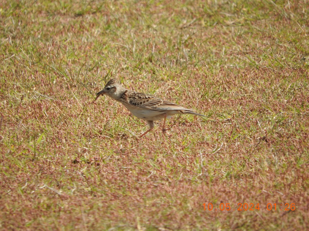 Eurasian Skylark - ML619302711