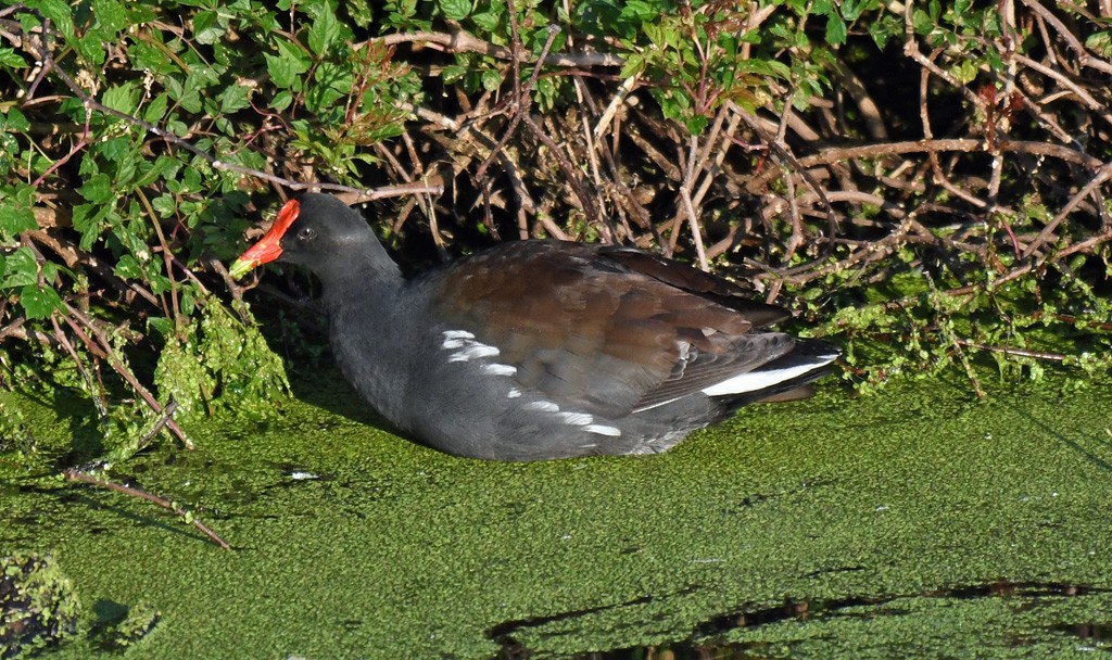 Common Gallinule - Giff Beaton