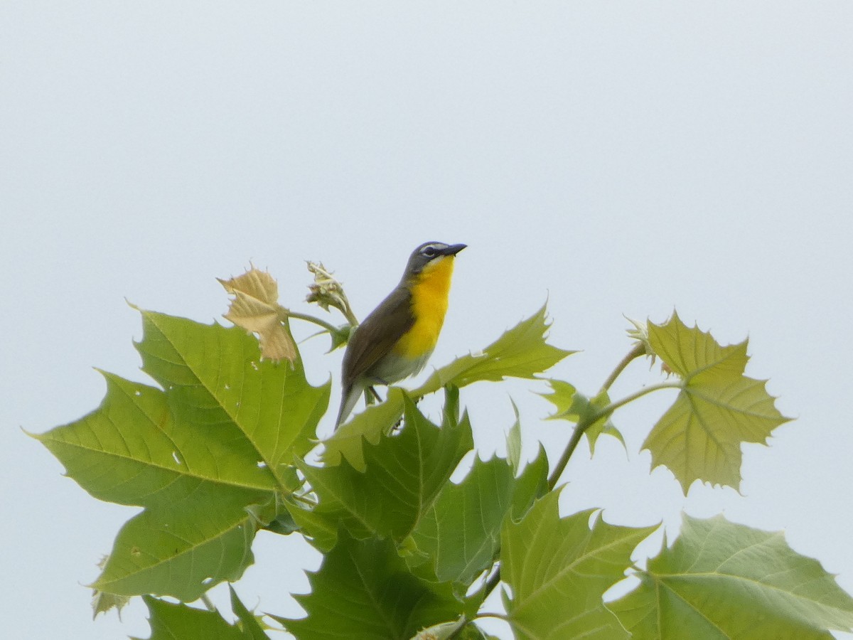 Yellow-breasted Chat - ML619302717
