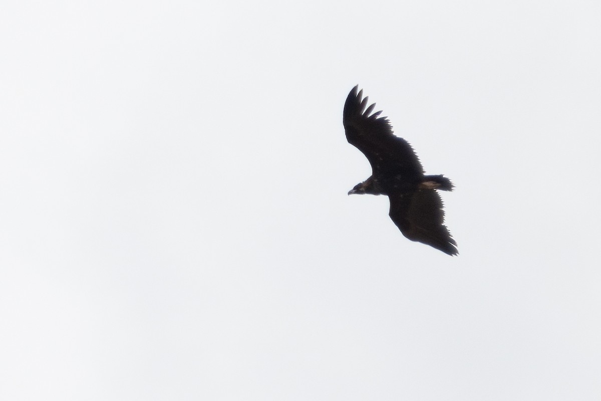 Cinereous Vulture - Ana Amaral