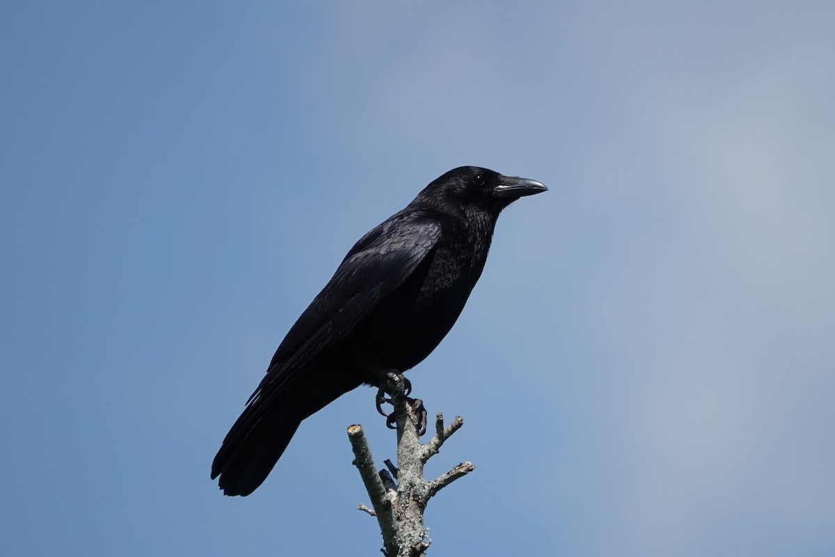 Carrion Crow - Roly Pitts