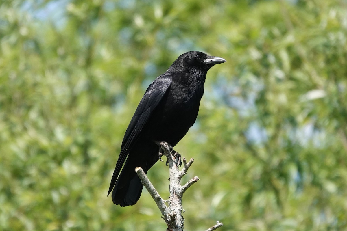 Carrion Crow - Roly Pitts