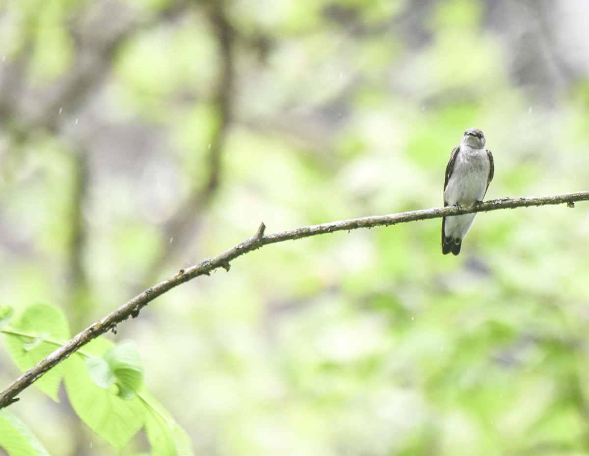 Northern Rough-winged Swallow - Tom and Janet Kuehl