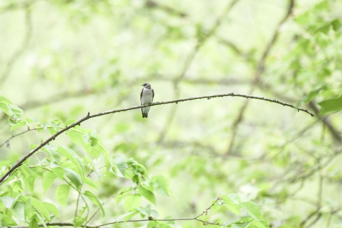 Northern Rough-winged Swallow - Tom and Janet Kuehl