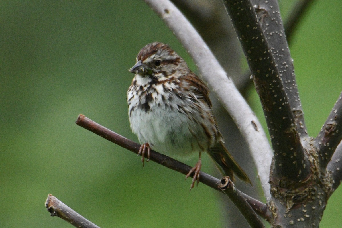 Song Sparrow - Kevin Roback